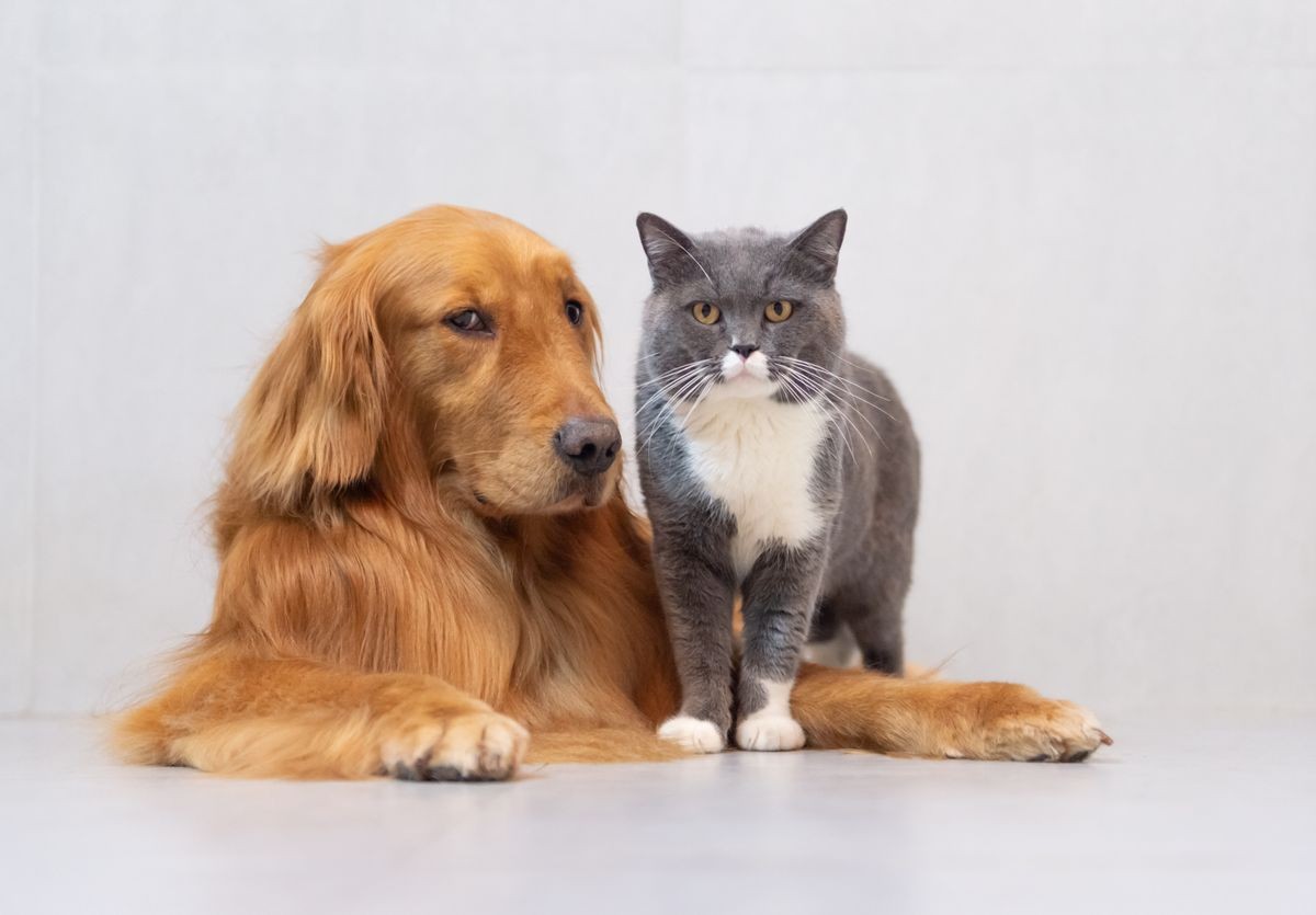 British short hair cat and golden retriever friendly to get along